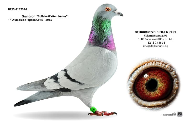 Gson "Bolleke Watten Junior"