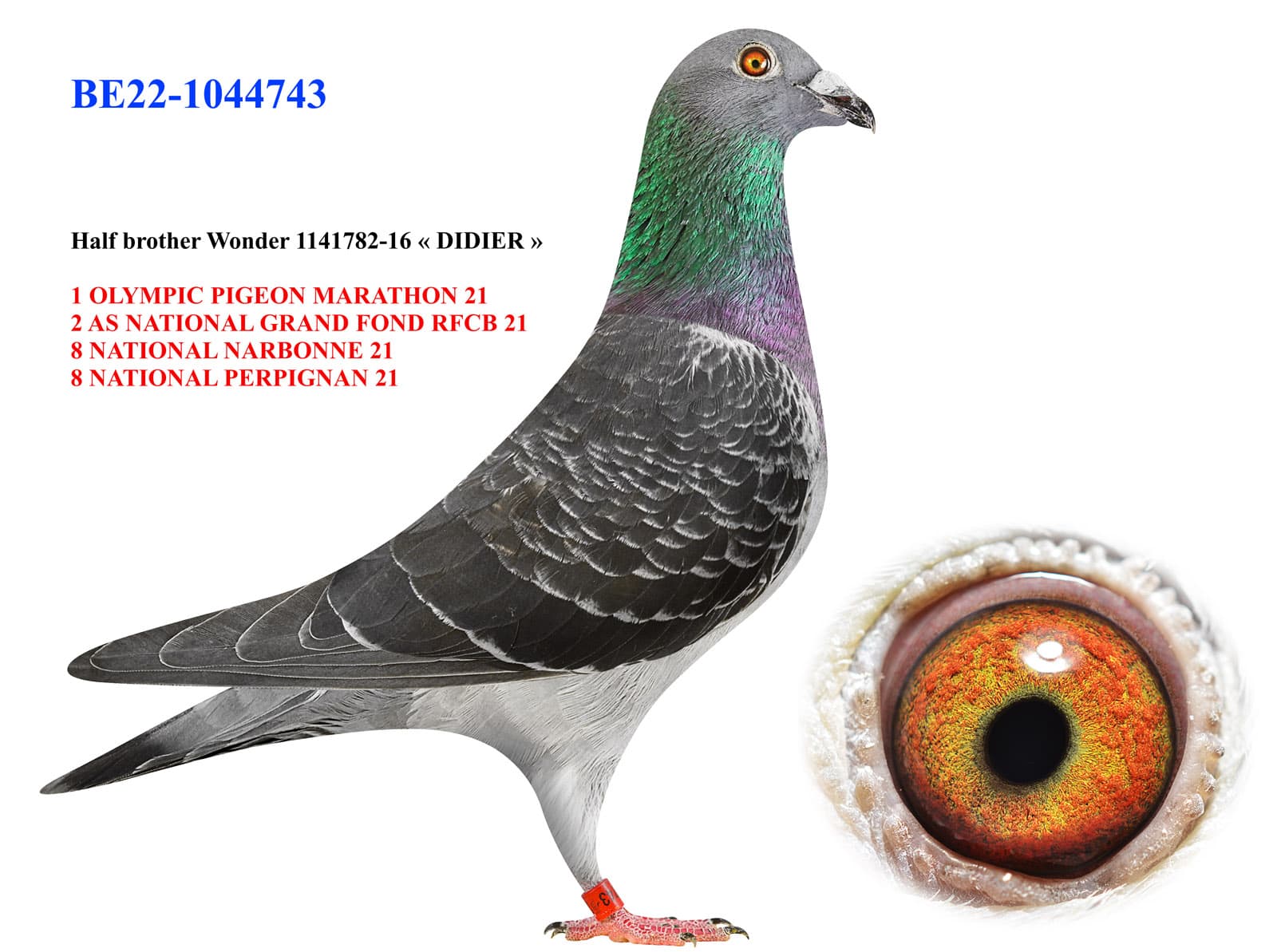 pigeon: undefined