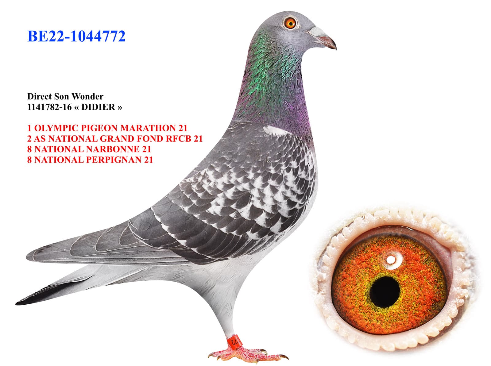 pigeon: undefined
