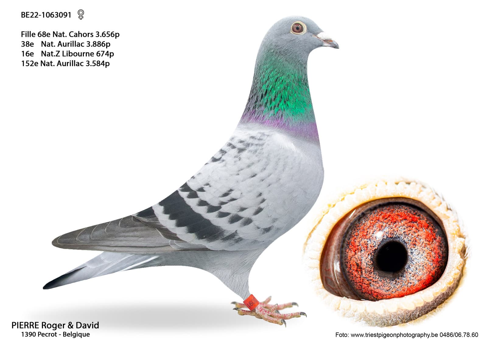 pigeon: undefined