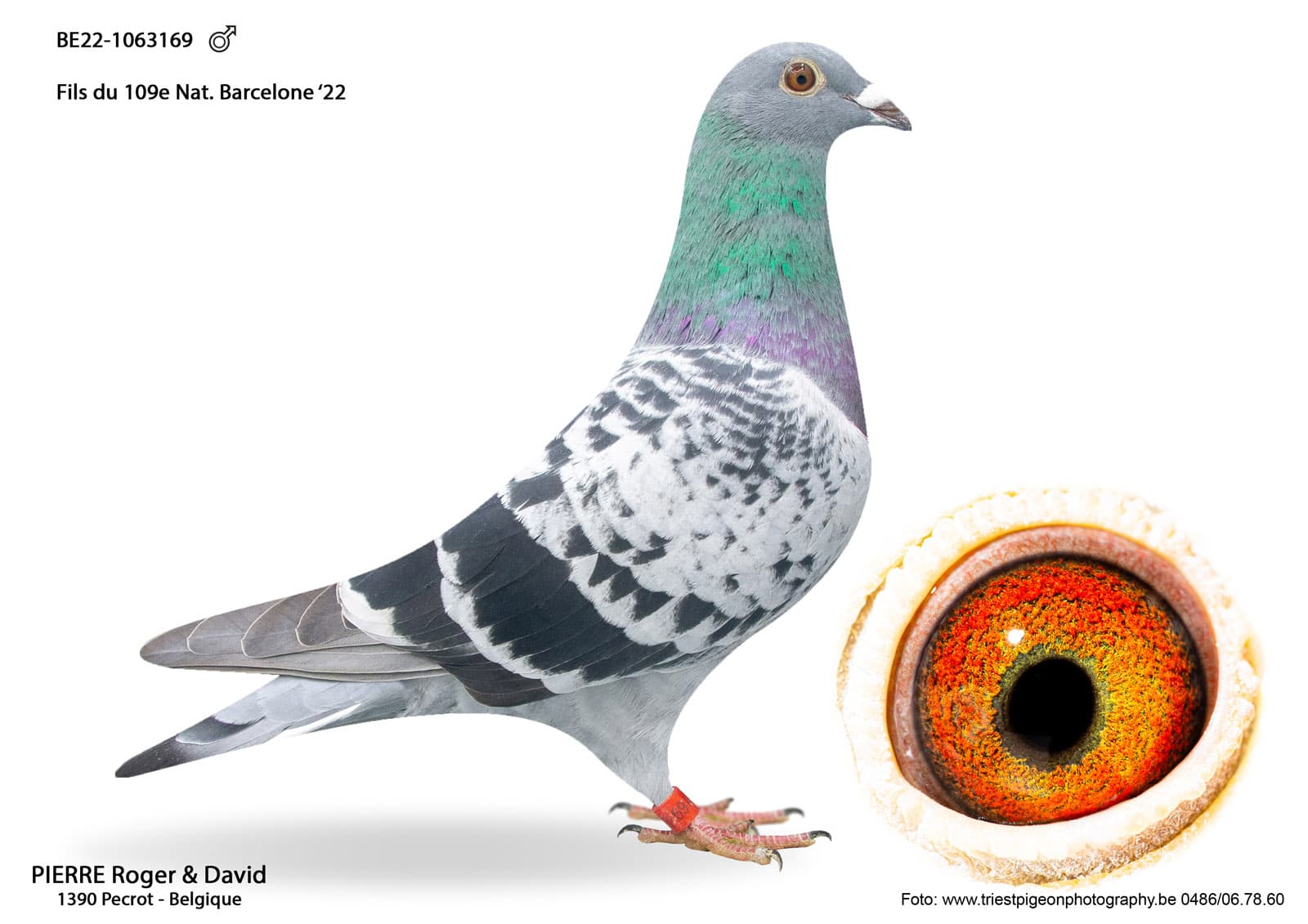 pigeon: undefined