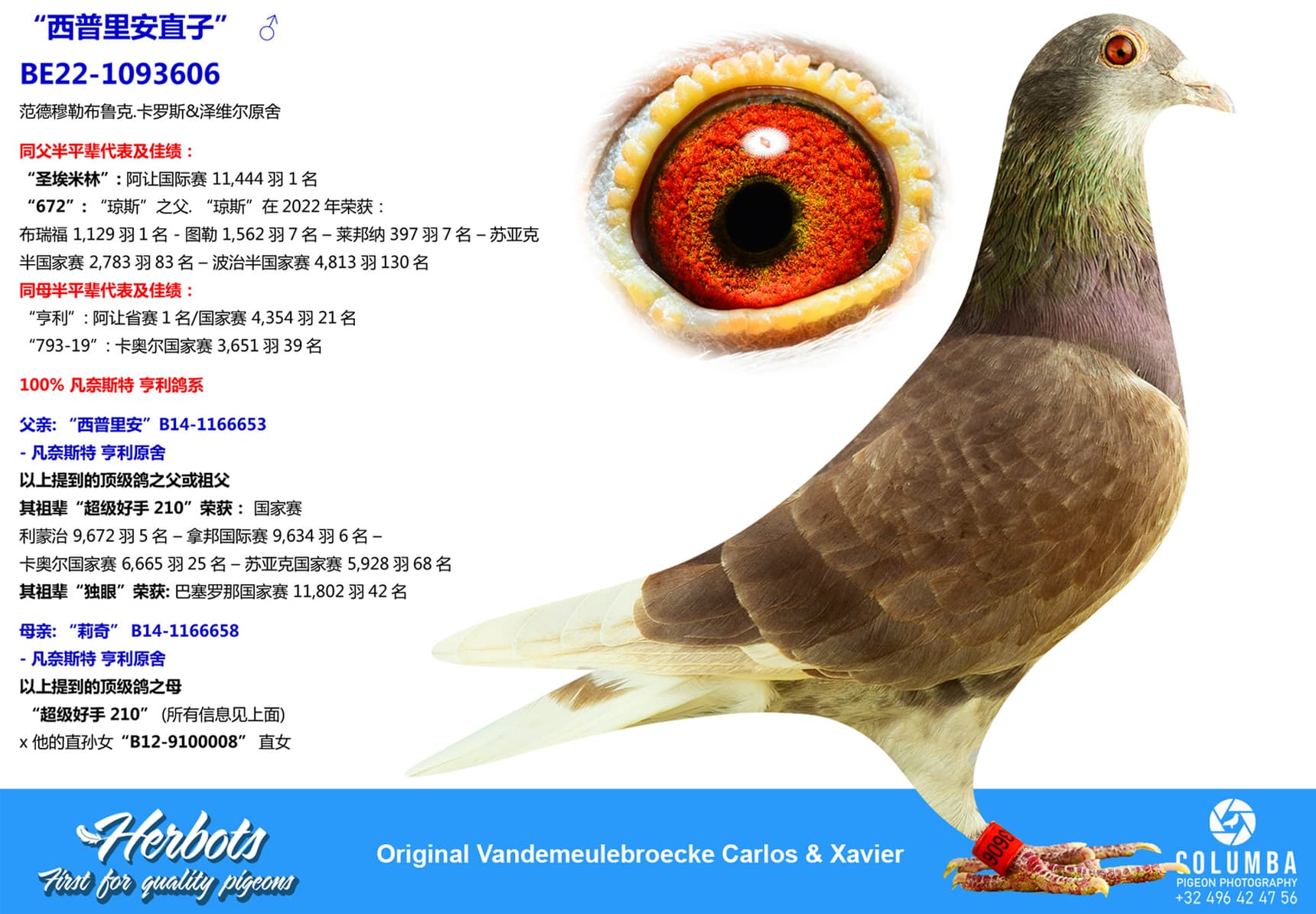 pigeon: undefined