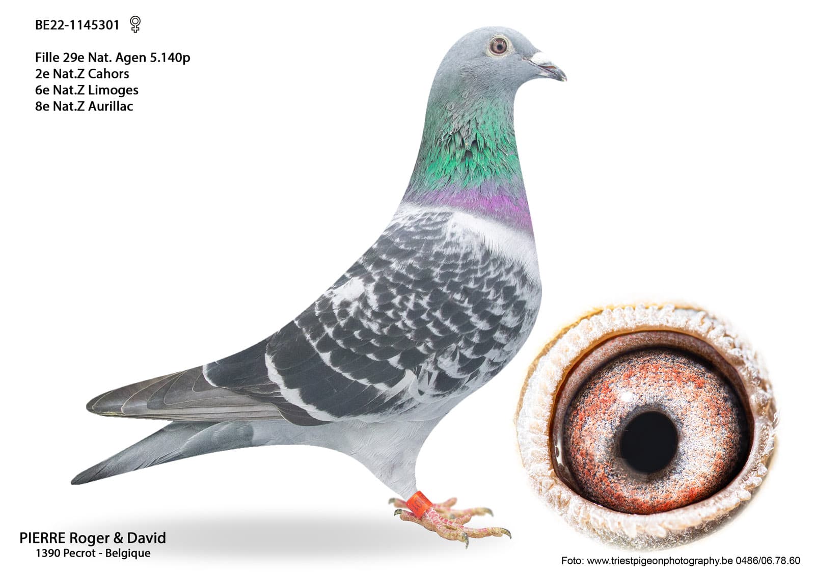 pigeon: undefined