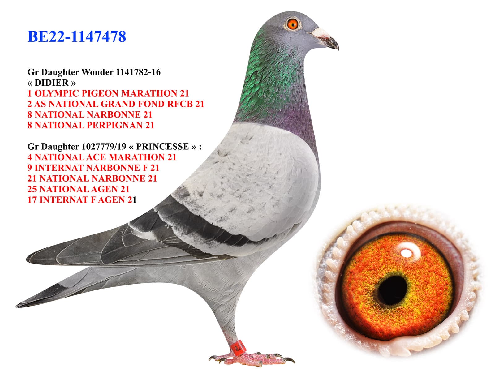 pigeon: undefined