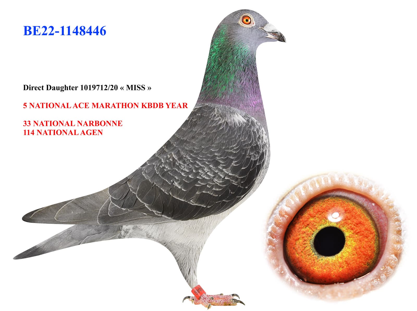 pigeon: undefined