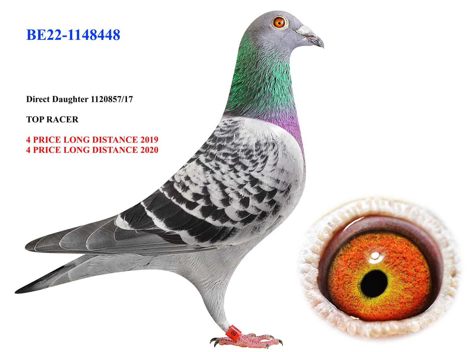 pigeon: undefined
