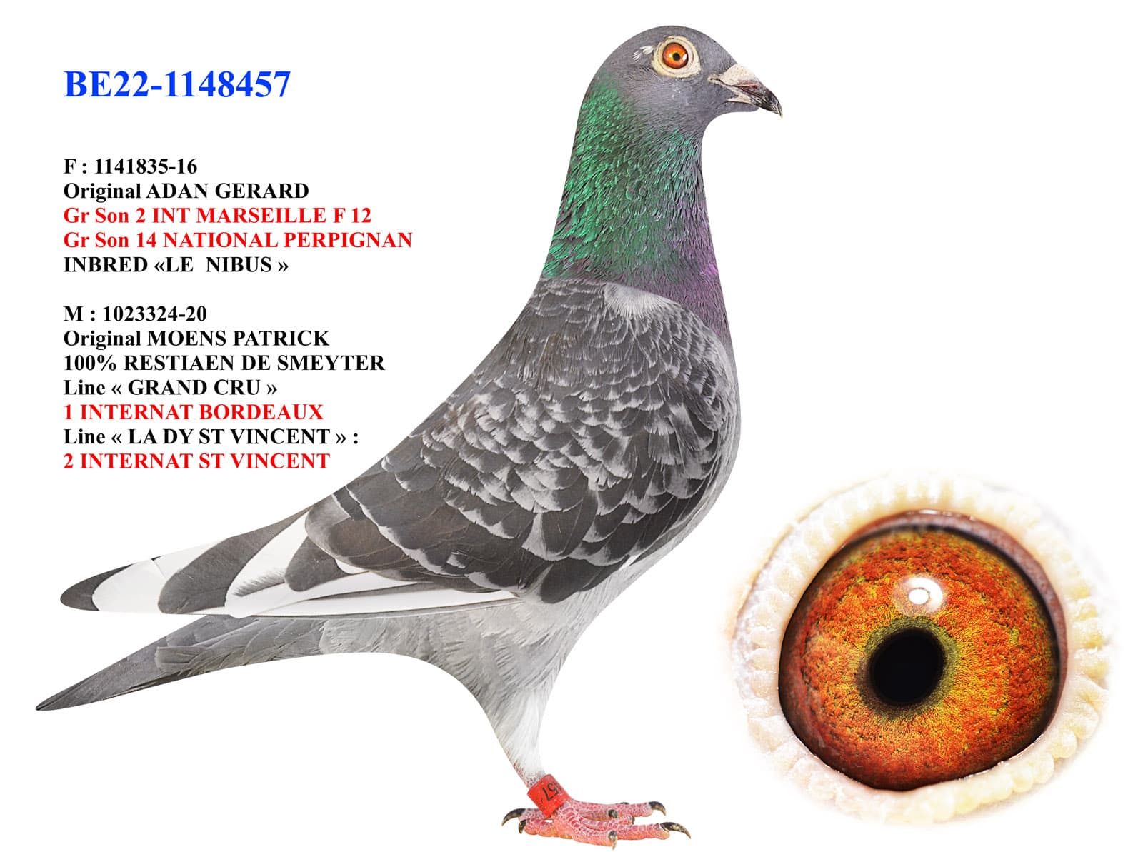 pigeon: undefined