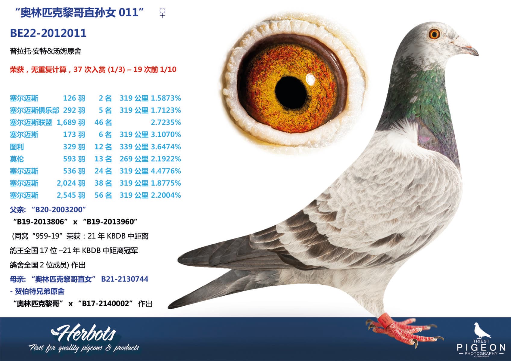 pigeon: undefined