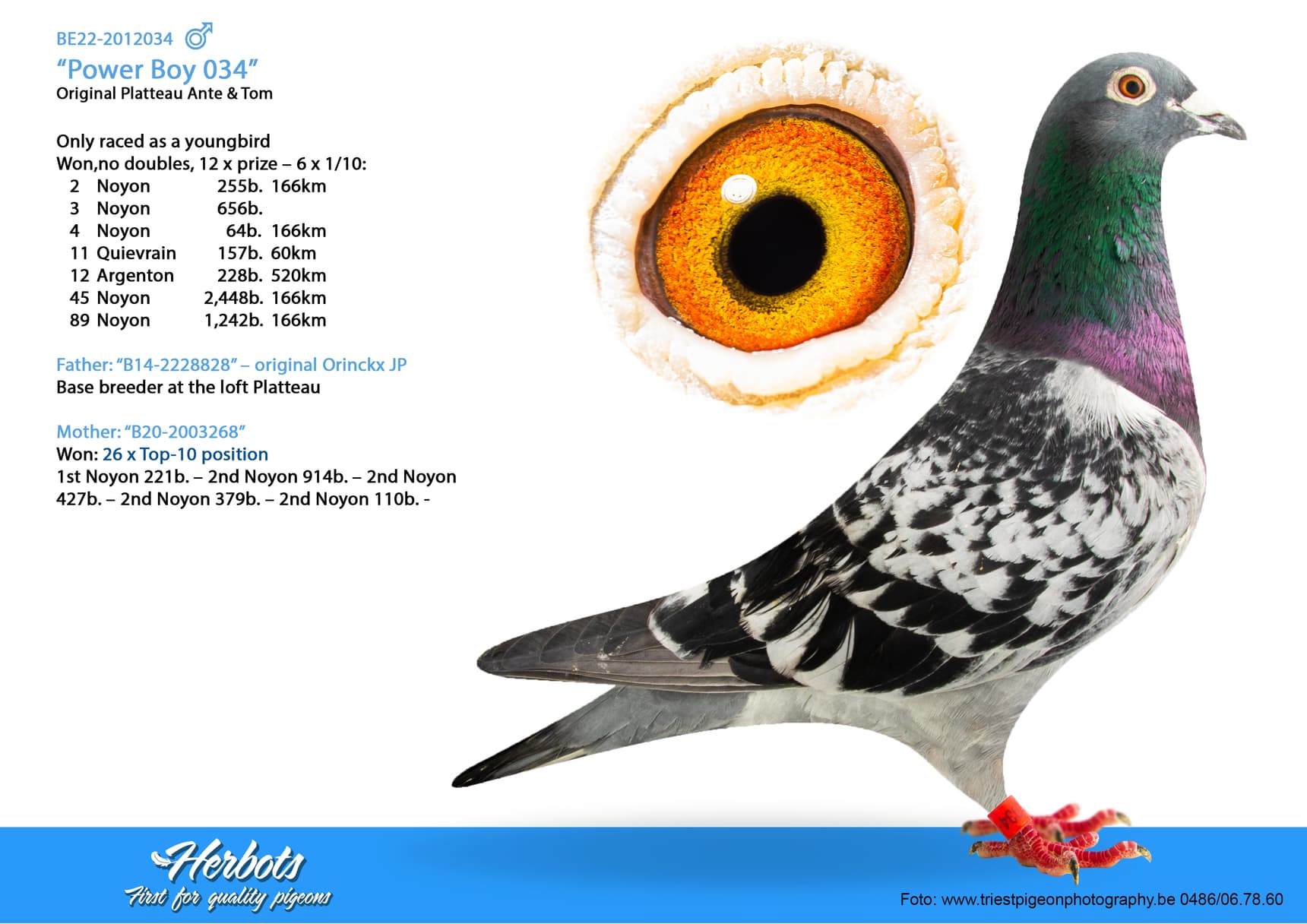 pigeon: undefined