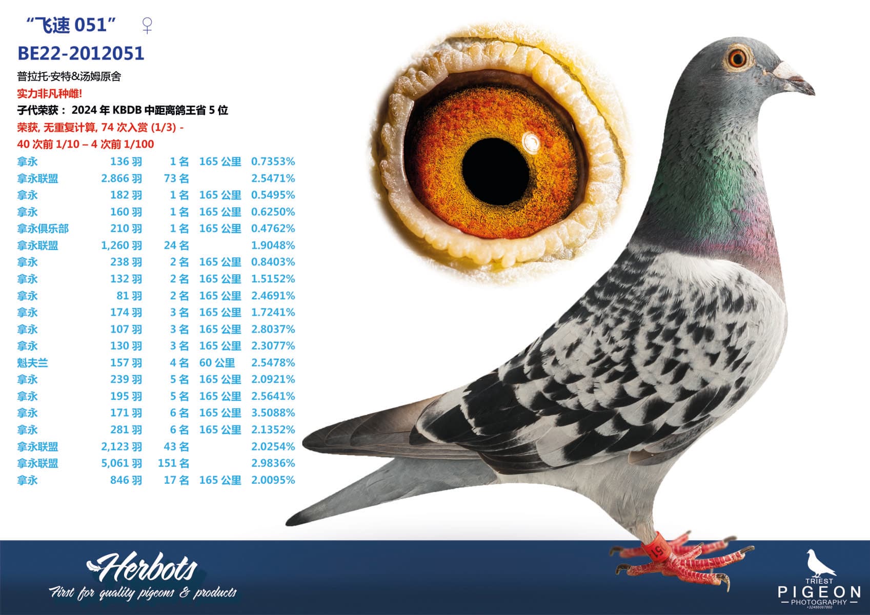 pigeon: undefined