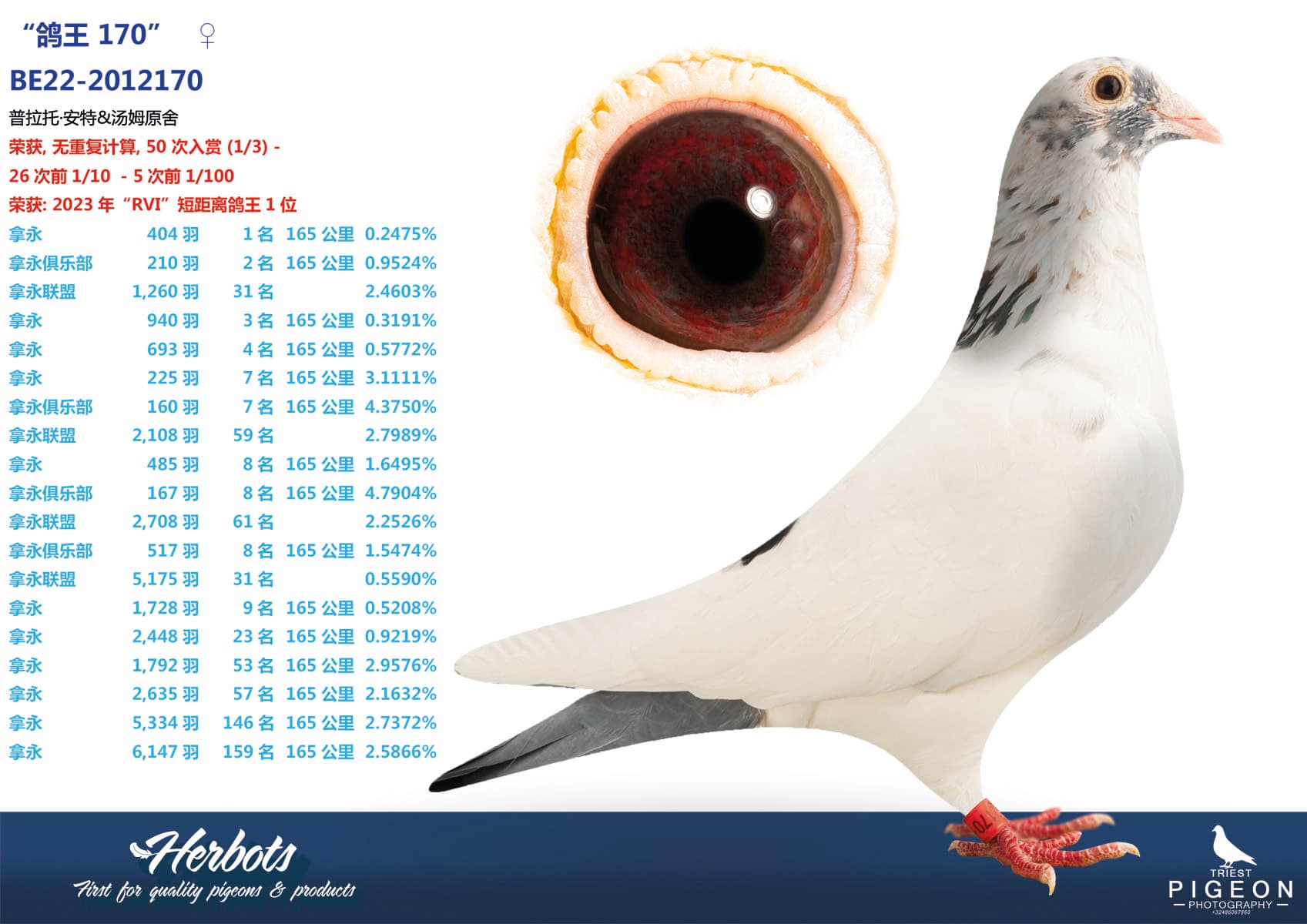 pigeon: undefined