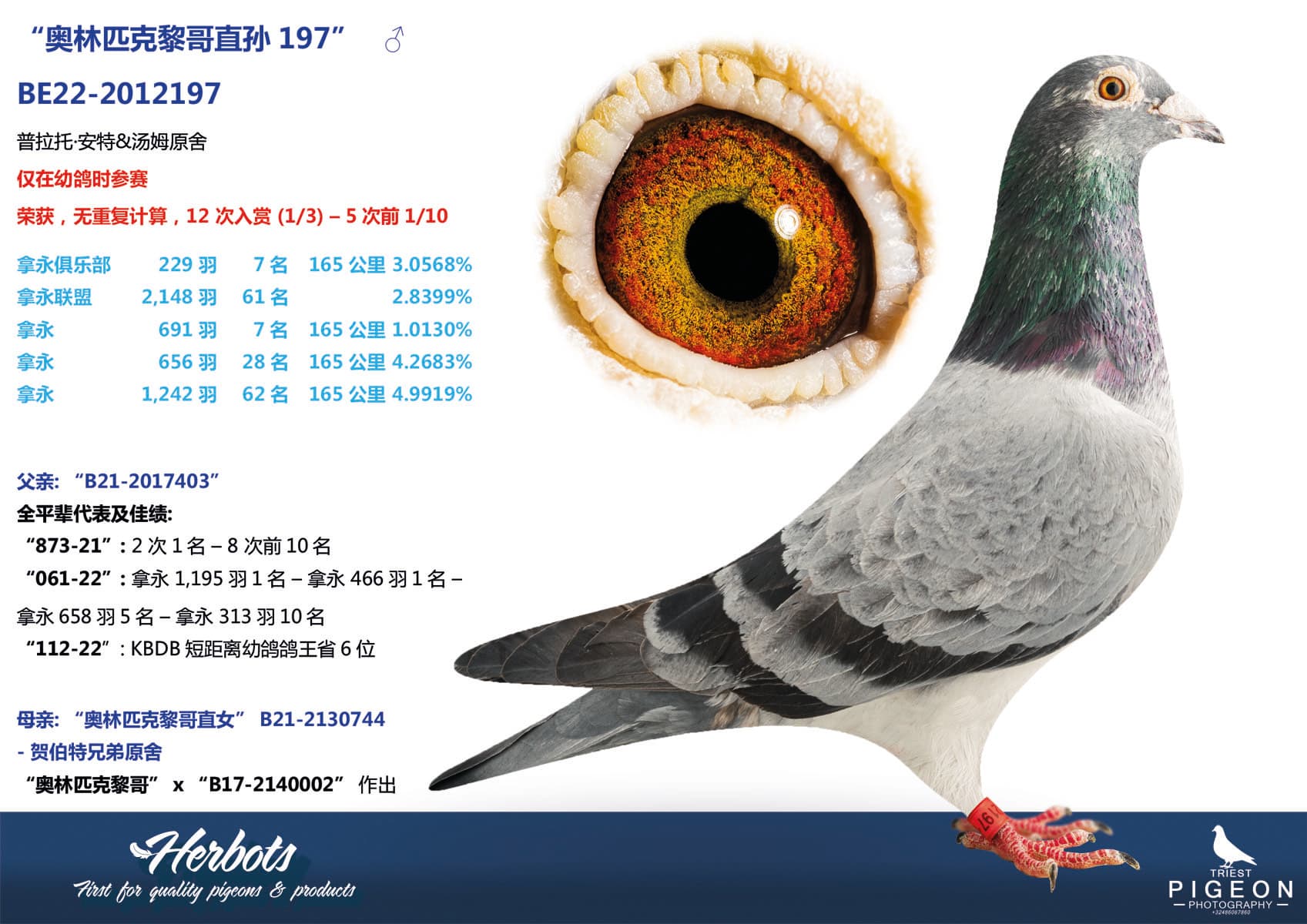 pigeon: undefined