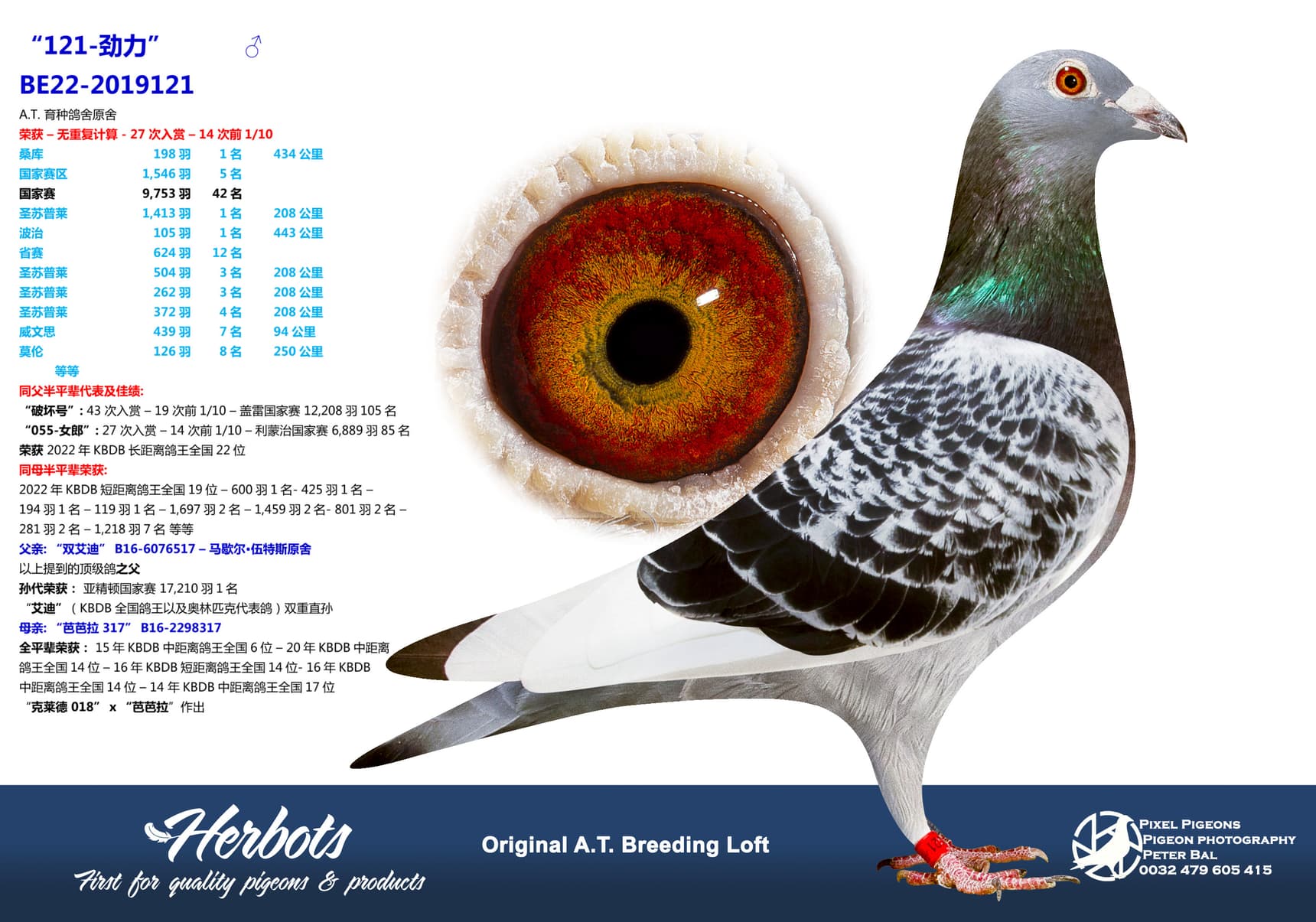 pigeon: undefined