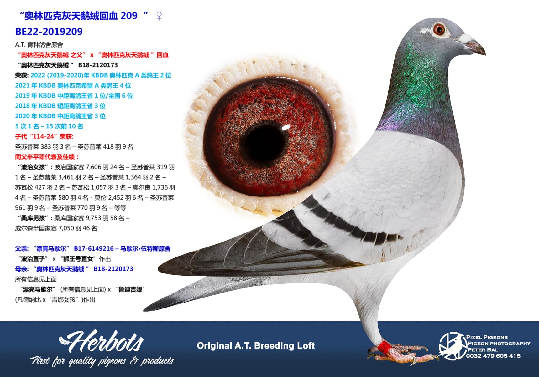 pigeon: undefined