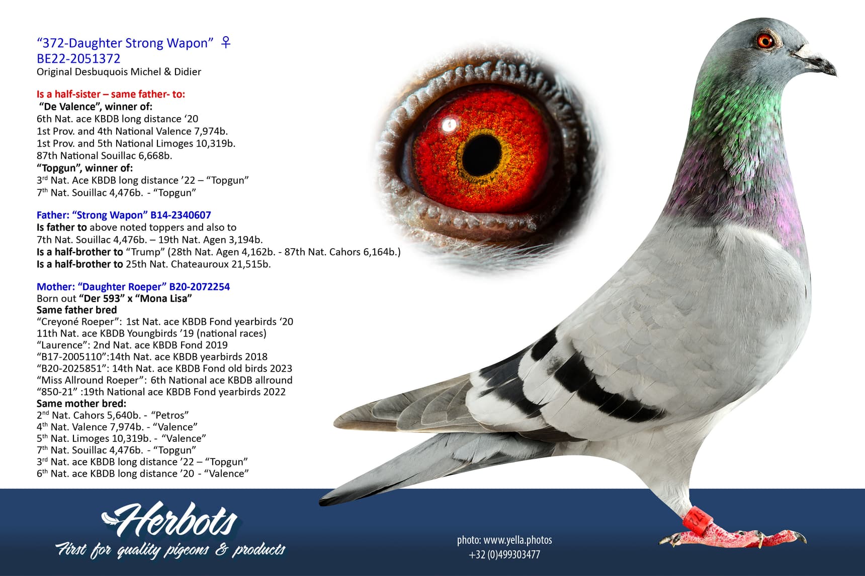 pigeon: undefined