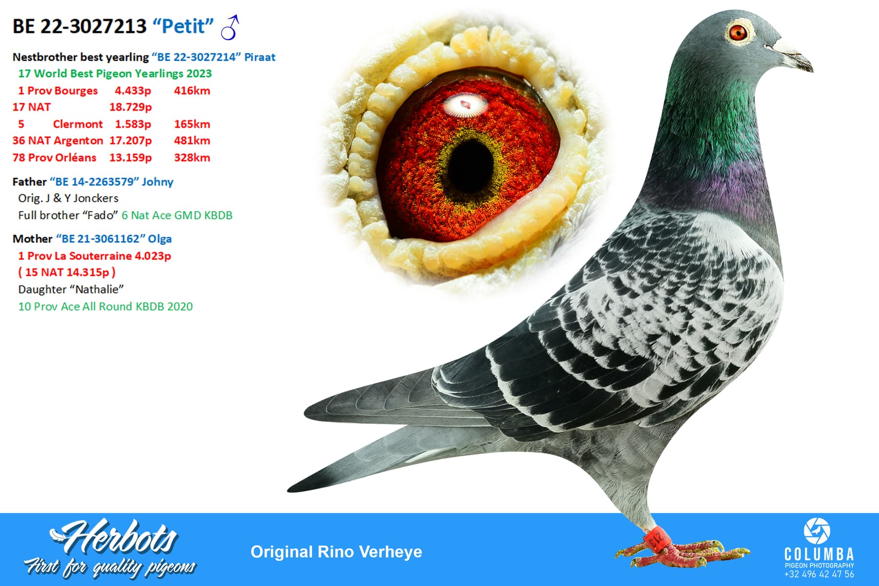 pigeon: undefined