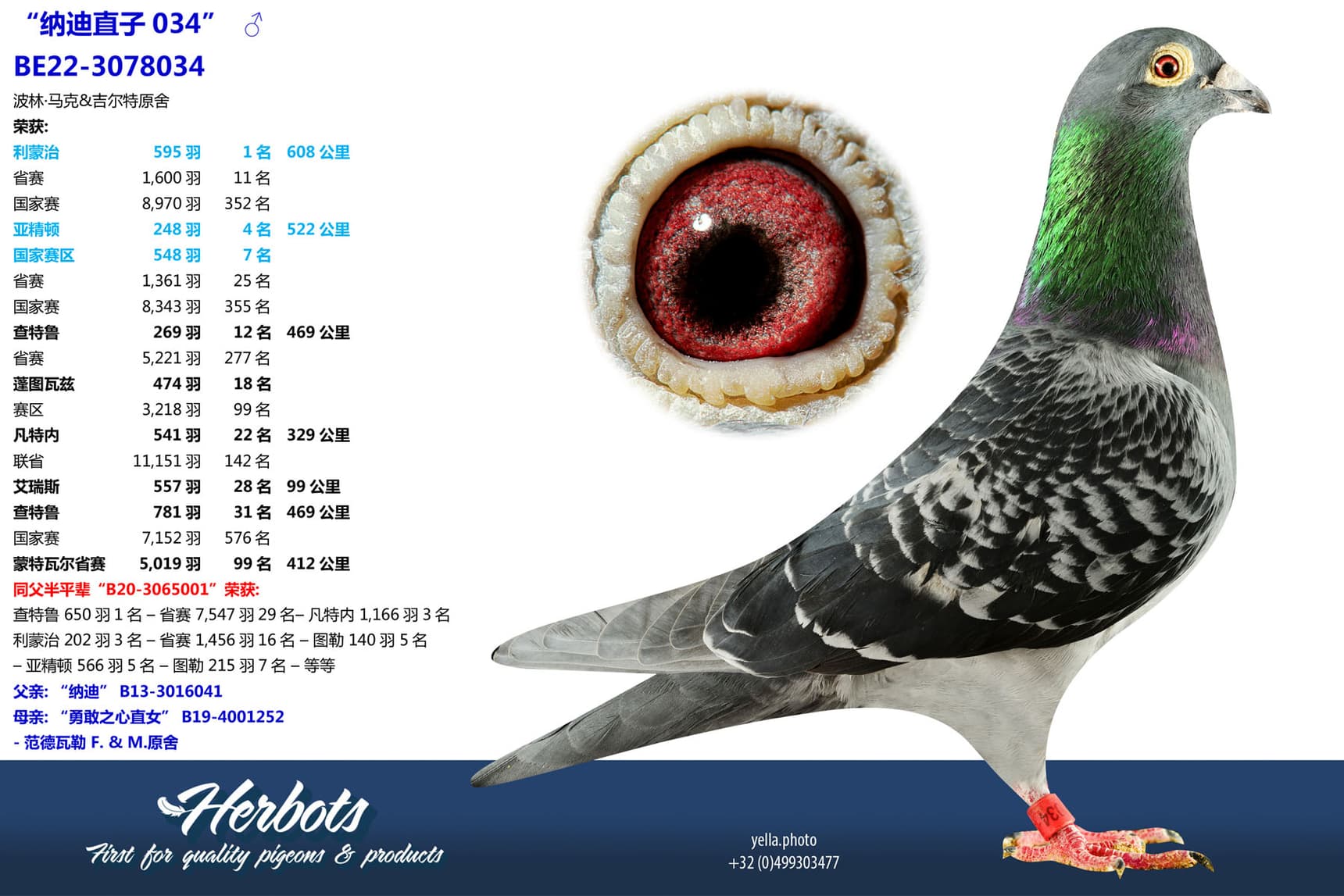 pigeon: undefined
