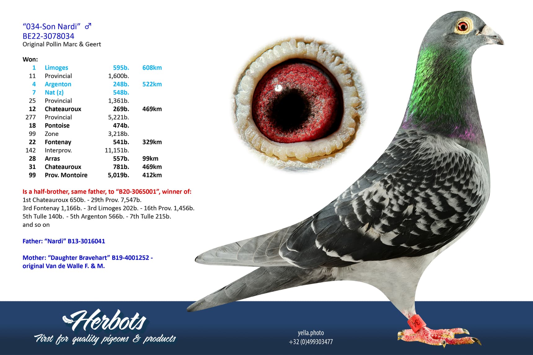 pigeon: undefined