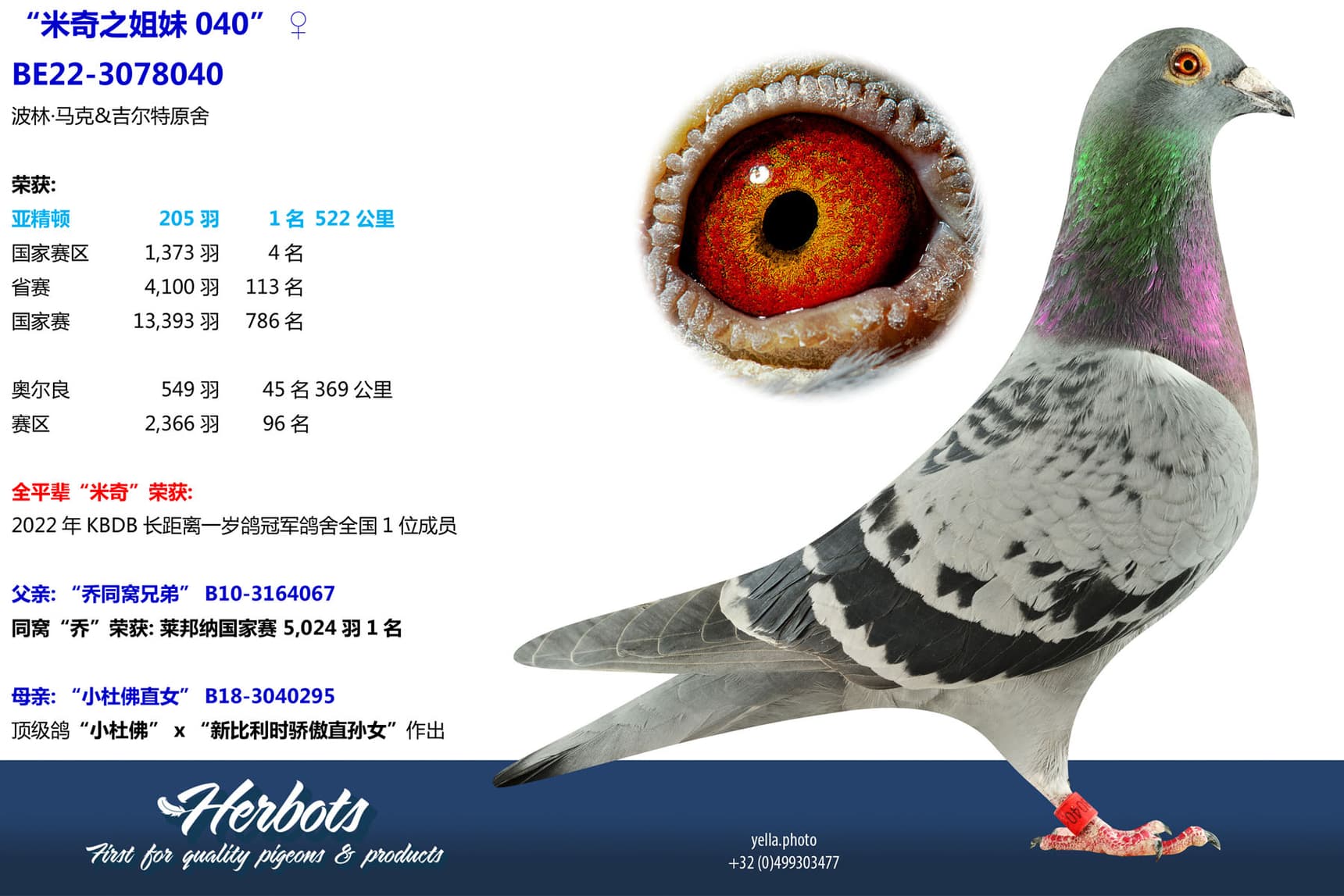 pigeon: undefined