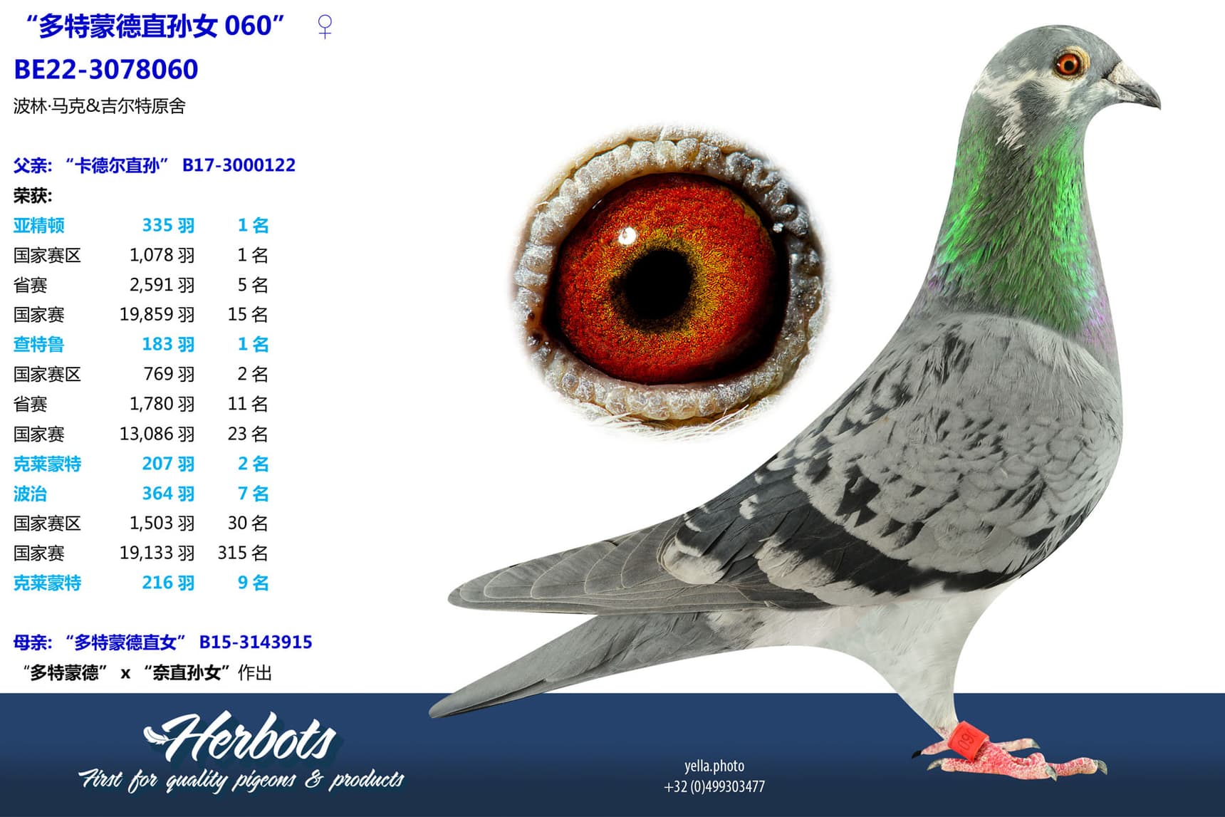 pigeon: undefined