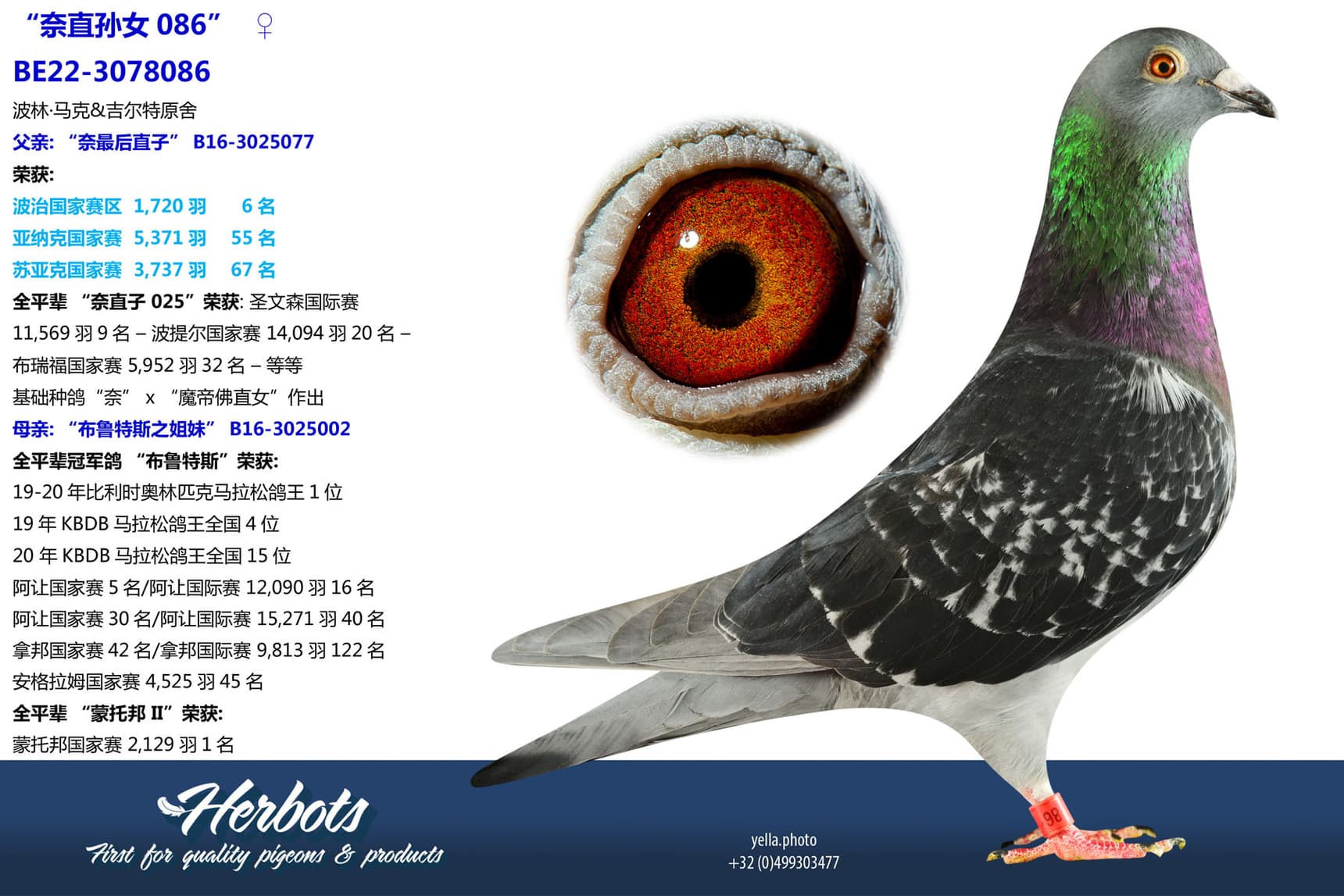 pigeon: undefined