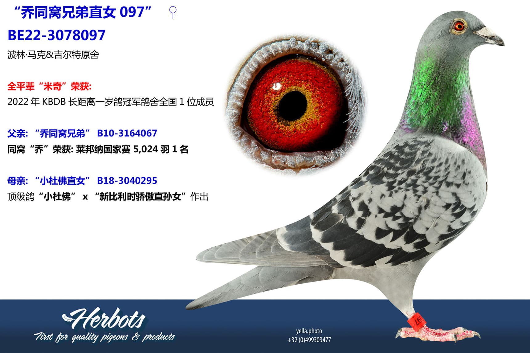 pigeon: undefined