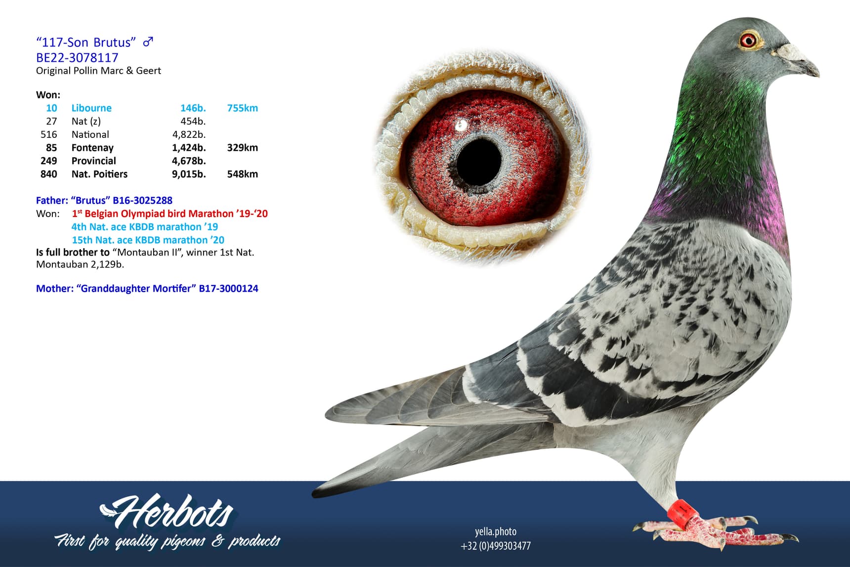 pigeon: undefined