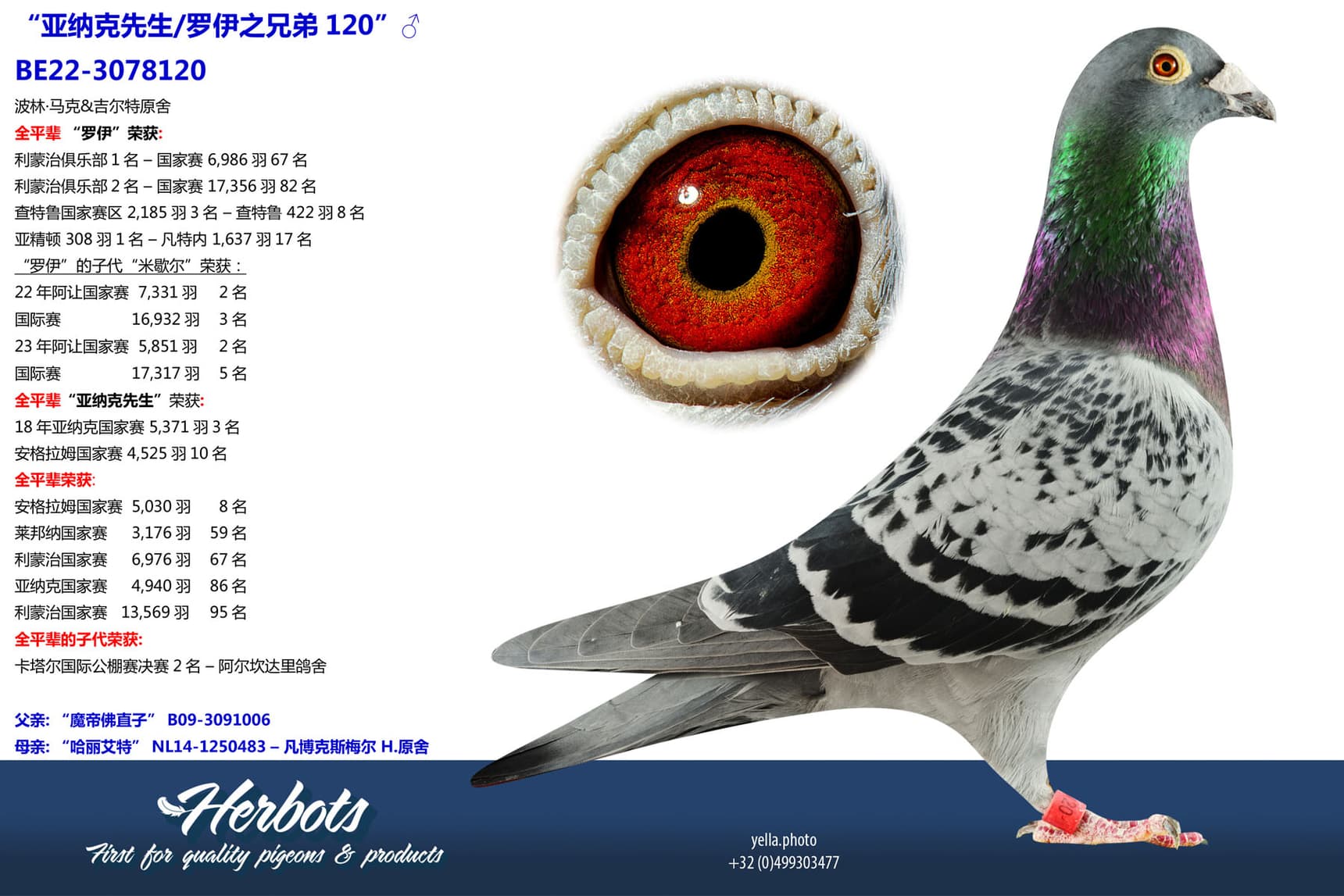 pigeon: undefined