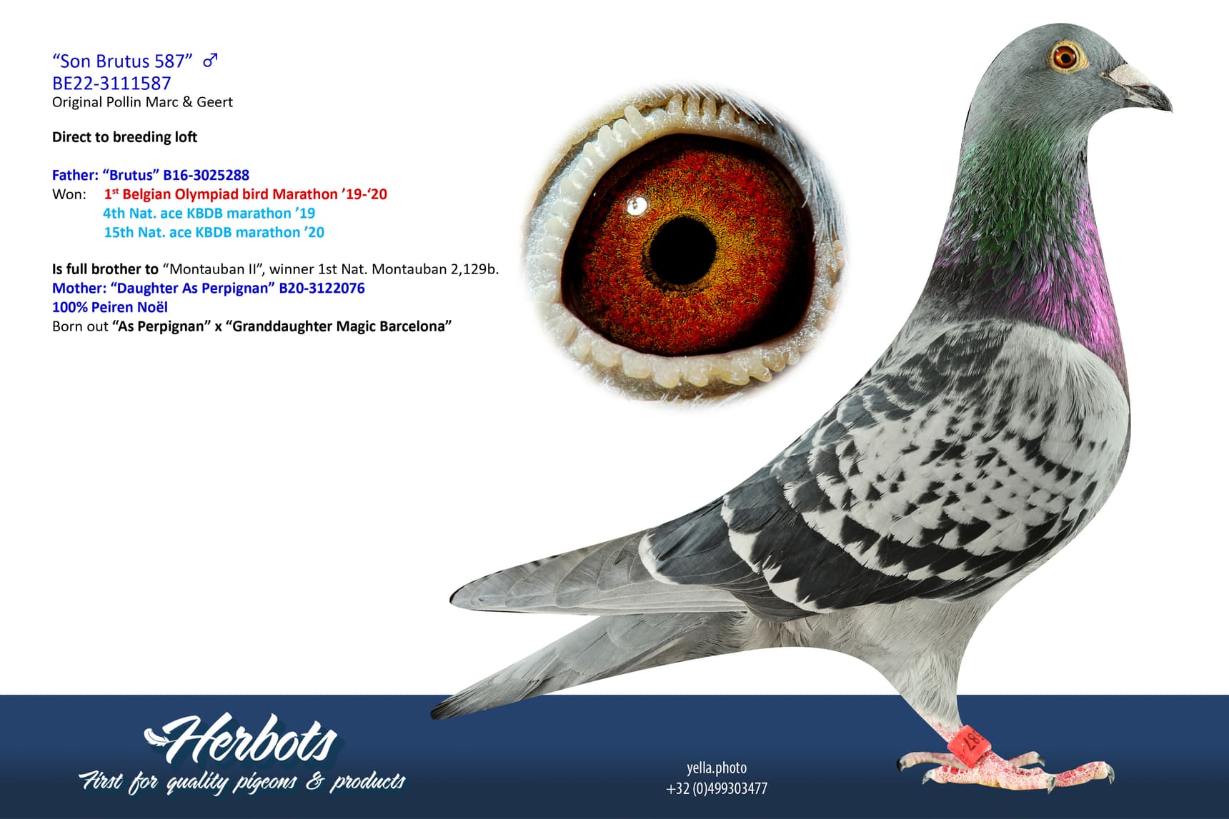 pigeon: undefined