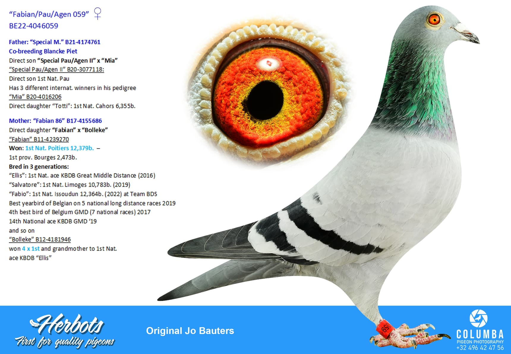 pigeon: undefined