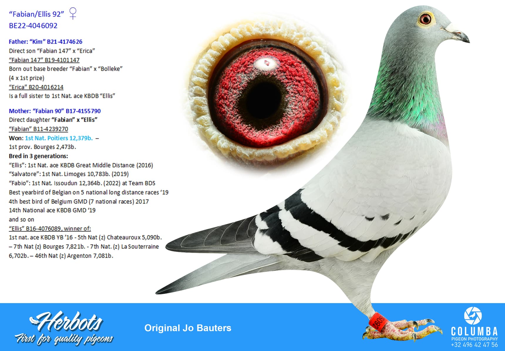 pigeon: undefined