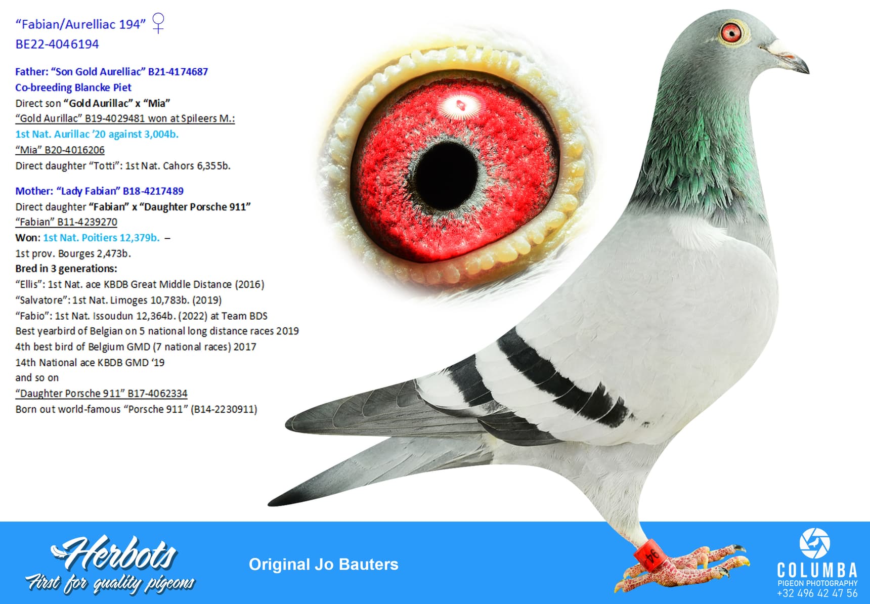 pigeon: undefined