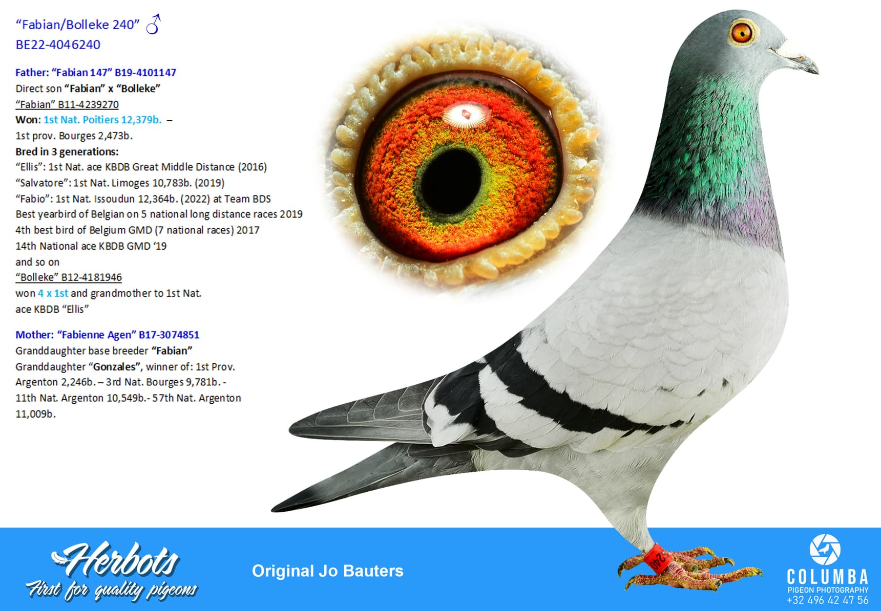 pigeon: undefined