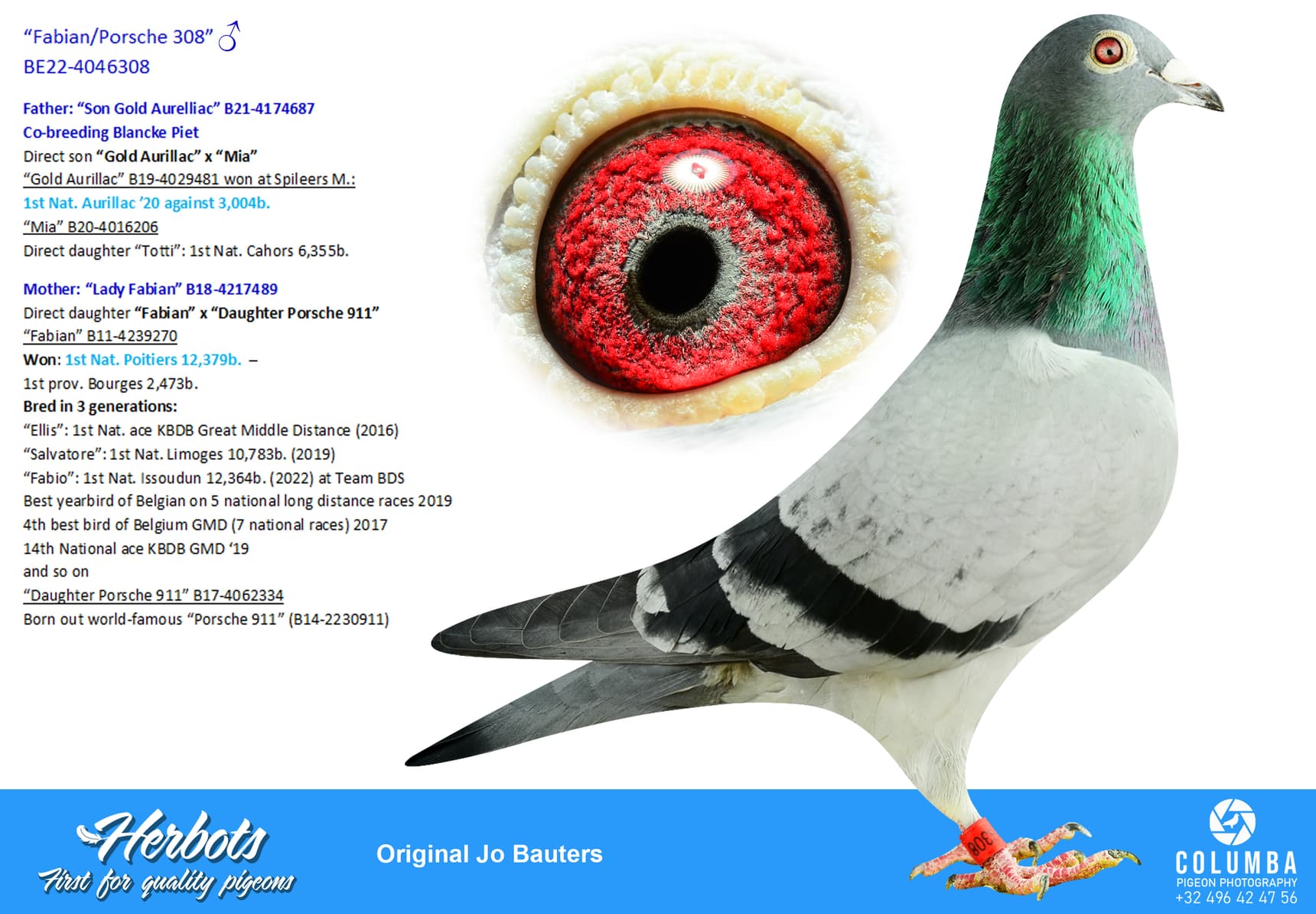 pigeon: undefined