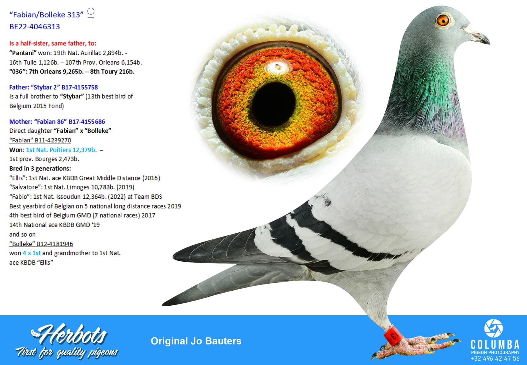 pigeon: undefined