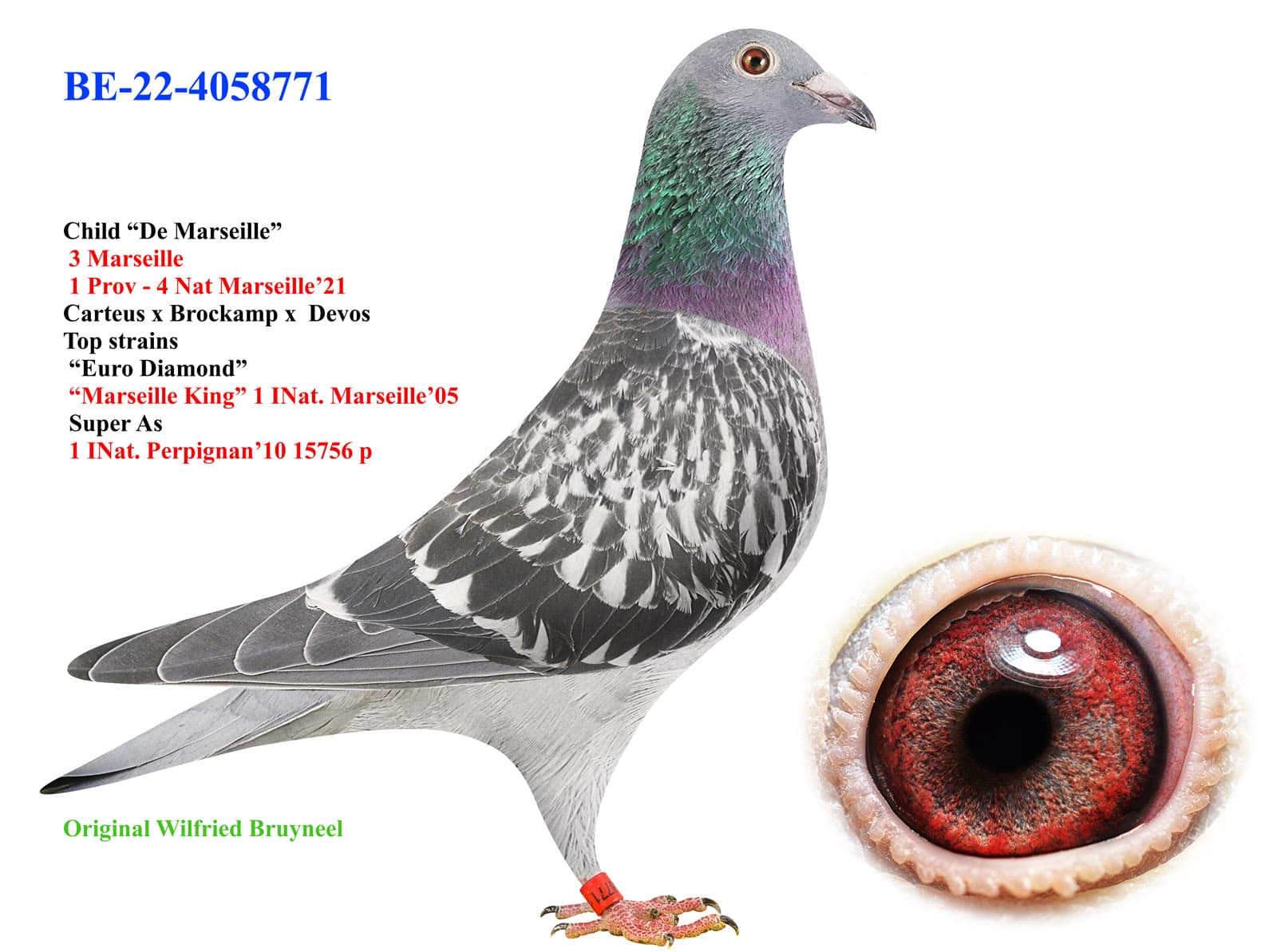 pigeon: undefined