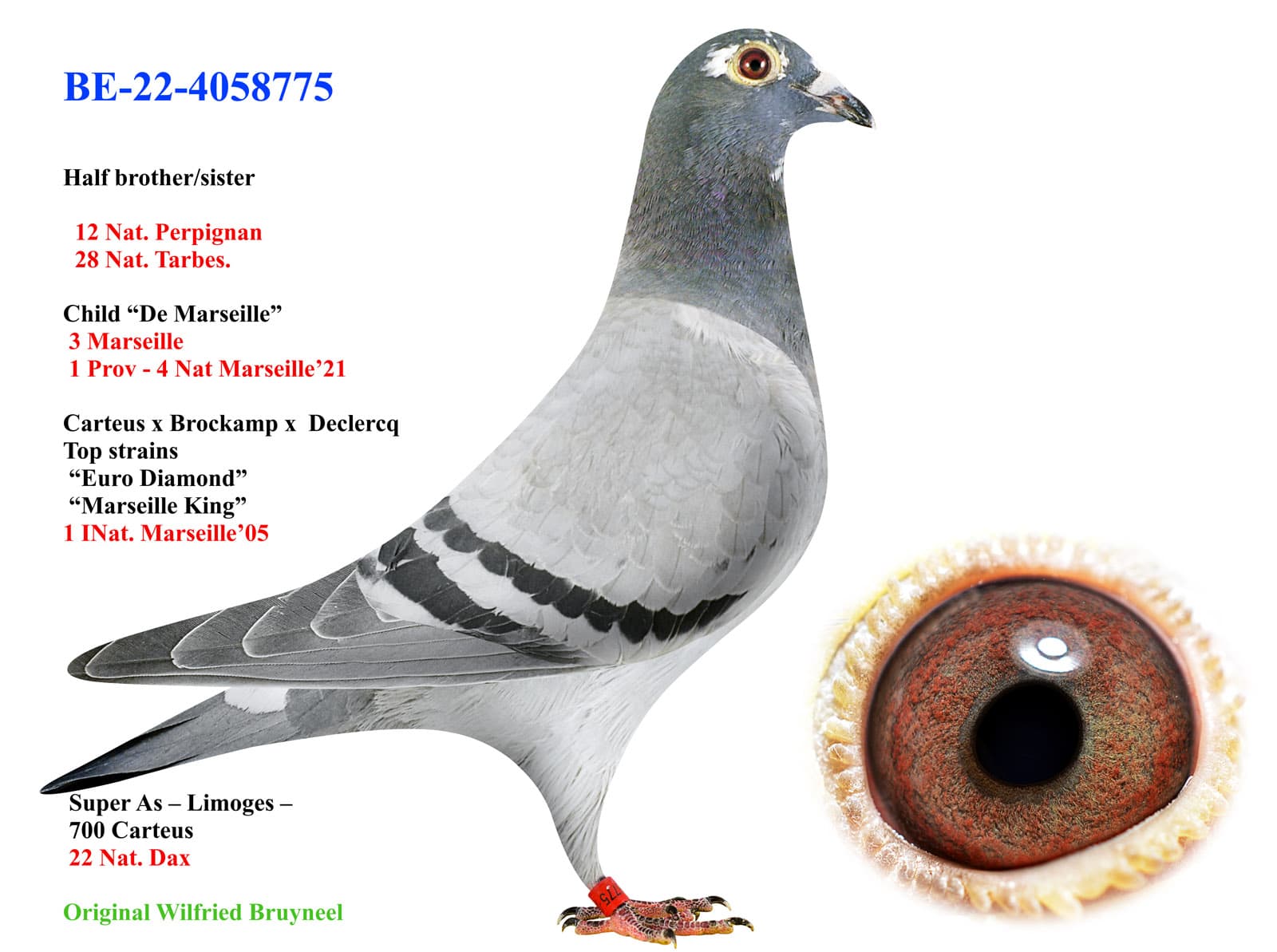 pigeon: undefined