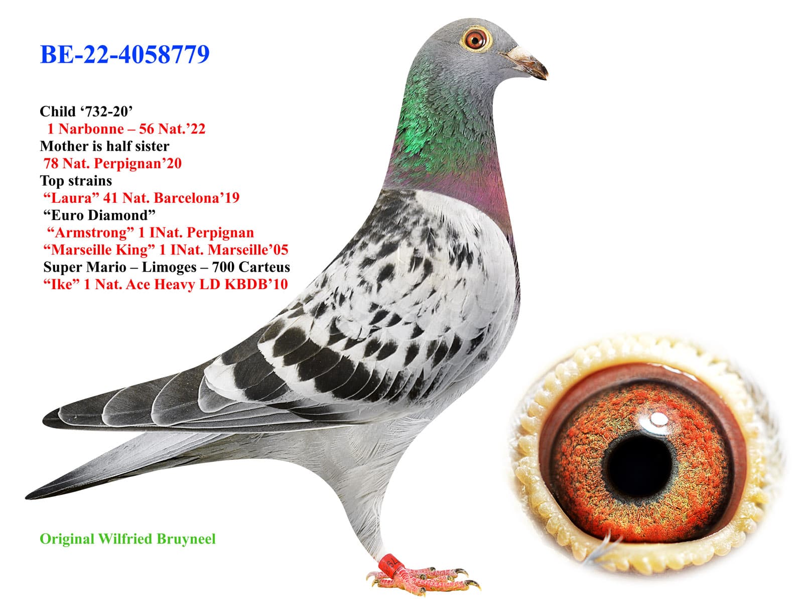 pigeon: undefined
