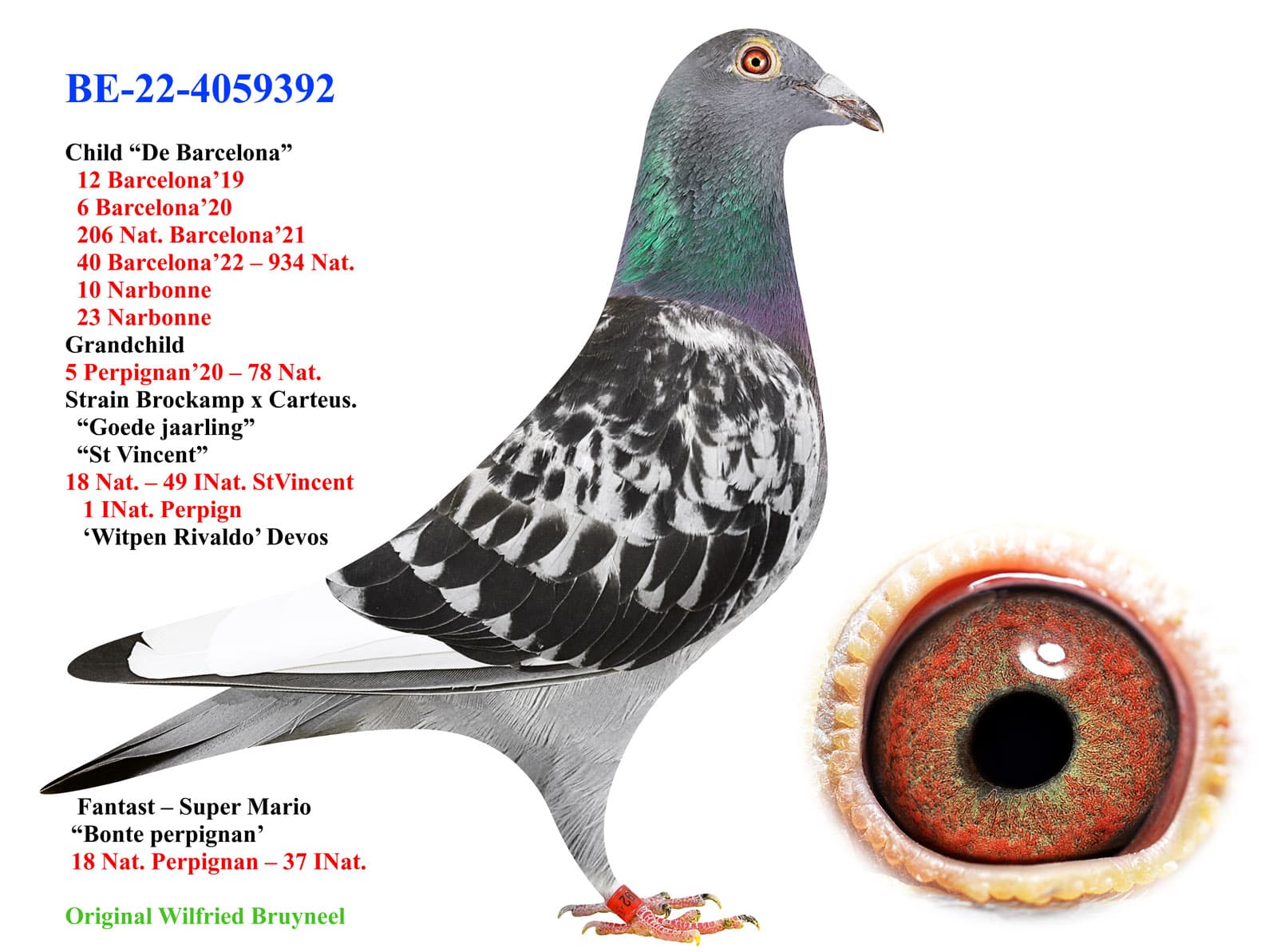 pigeon: undefined