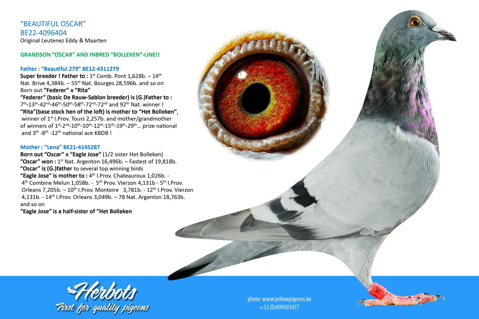 pigeon: undefined