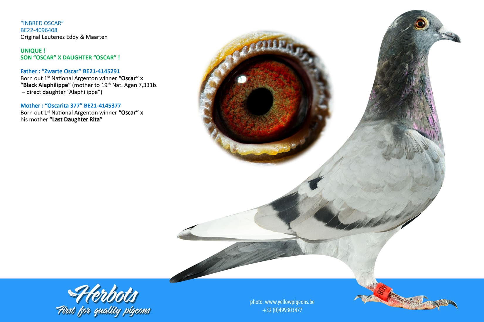 pigeon: undefined