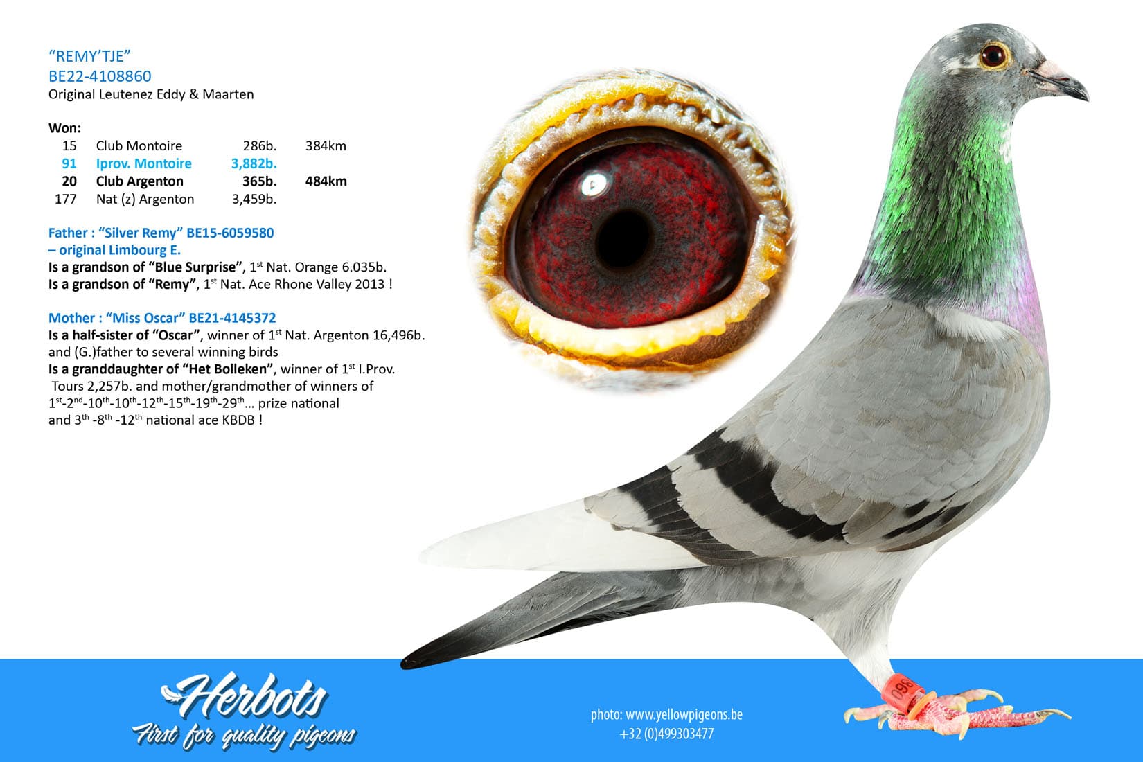 pigeon: undefined