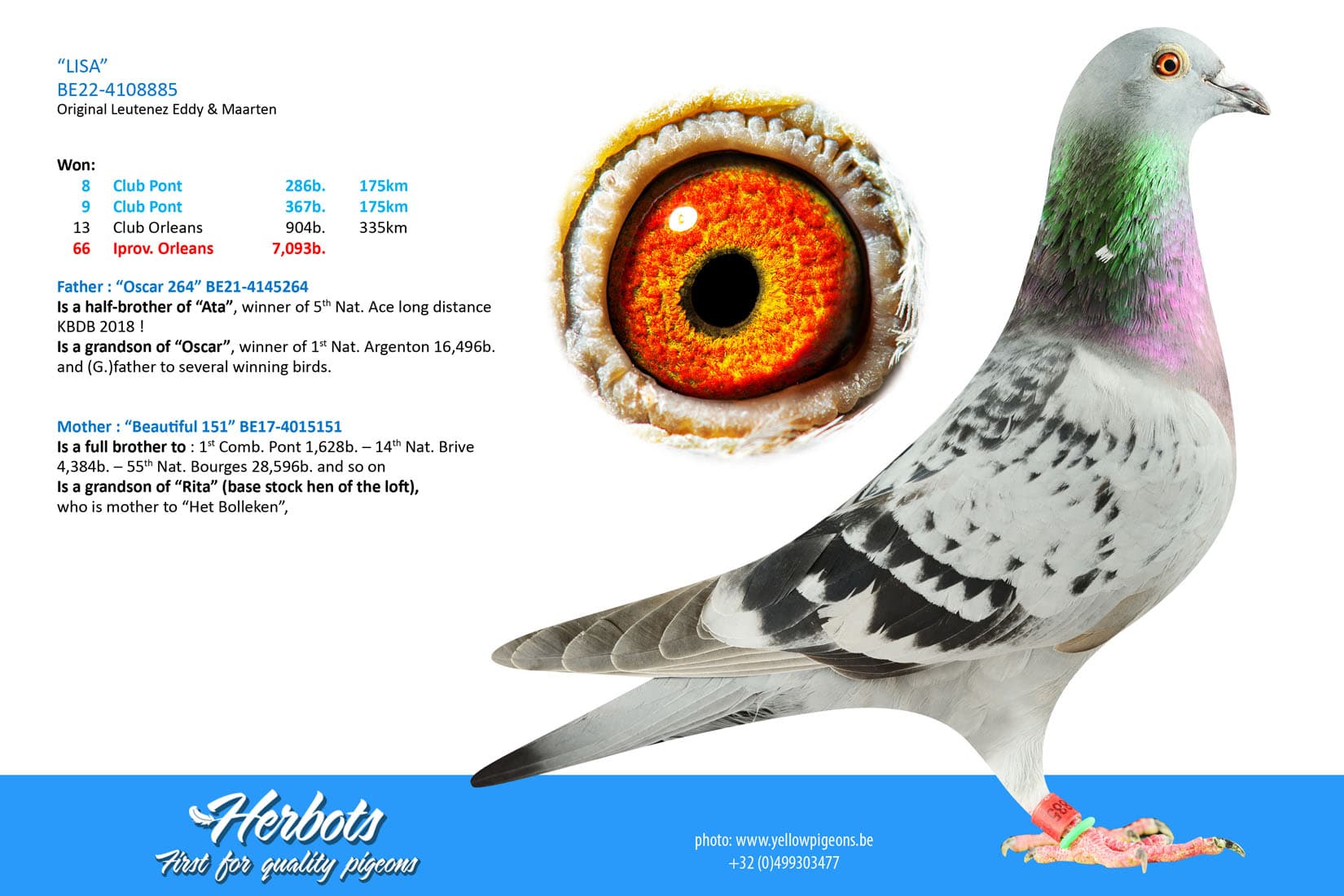 pigeon: undefined