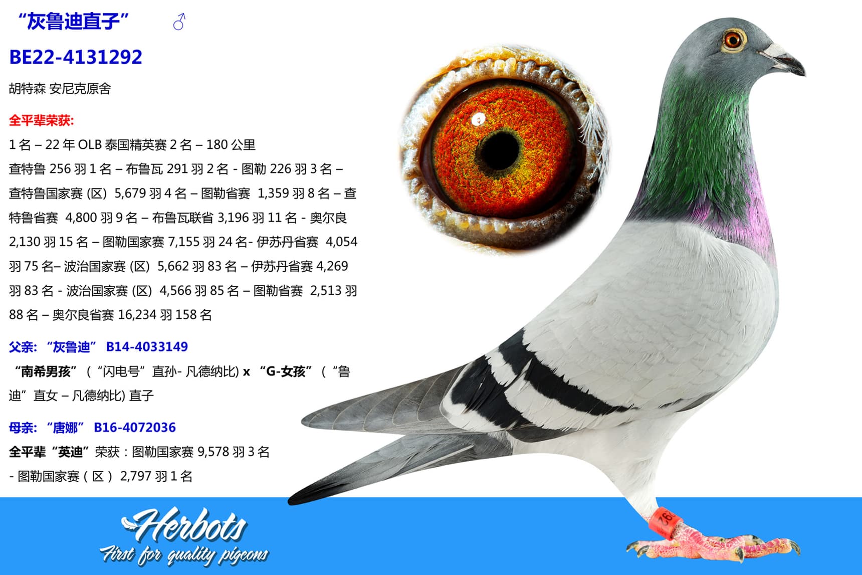 pigeon: “灰鲁迪直子”