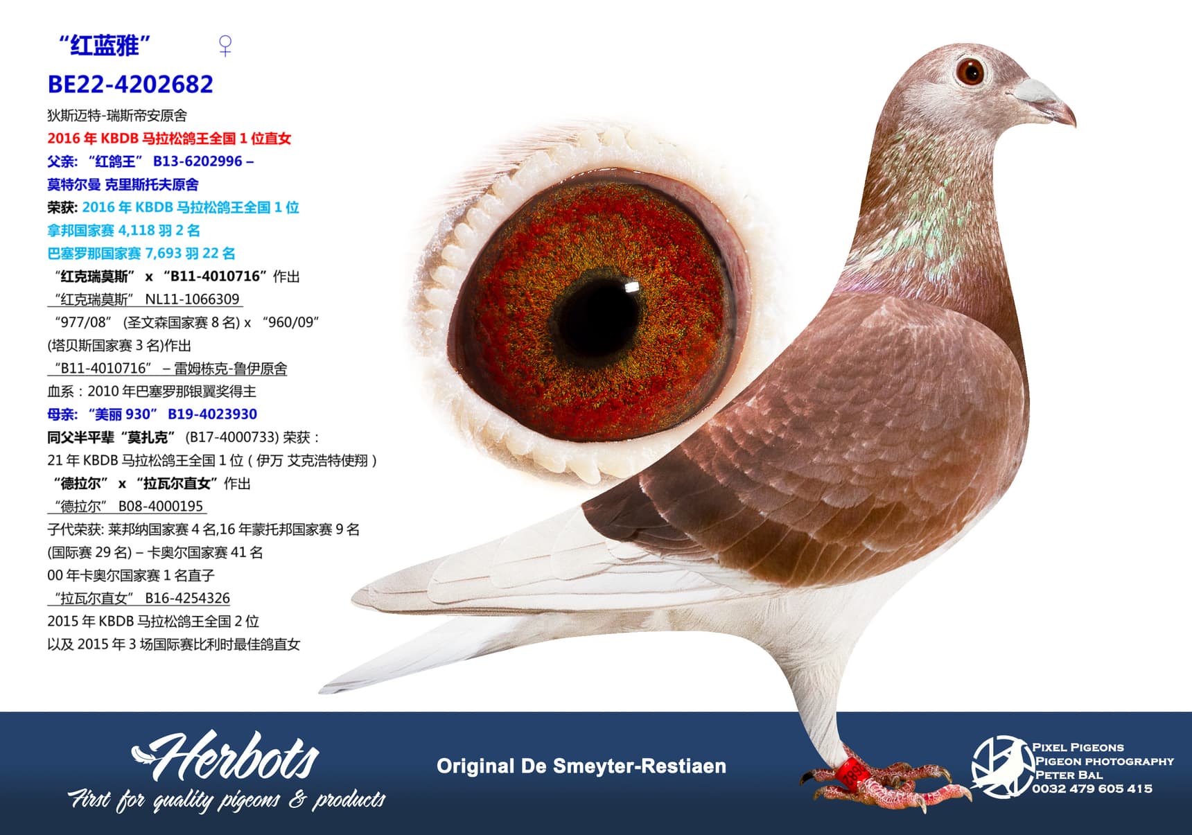 pigeon: undefined