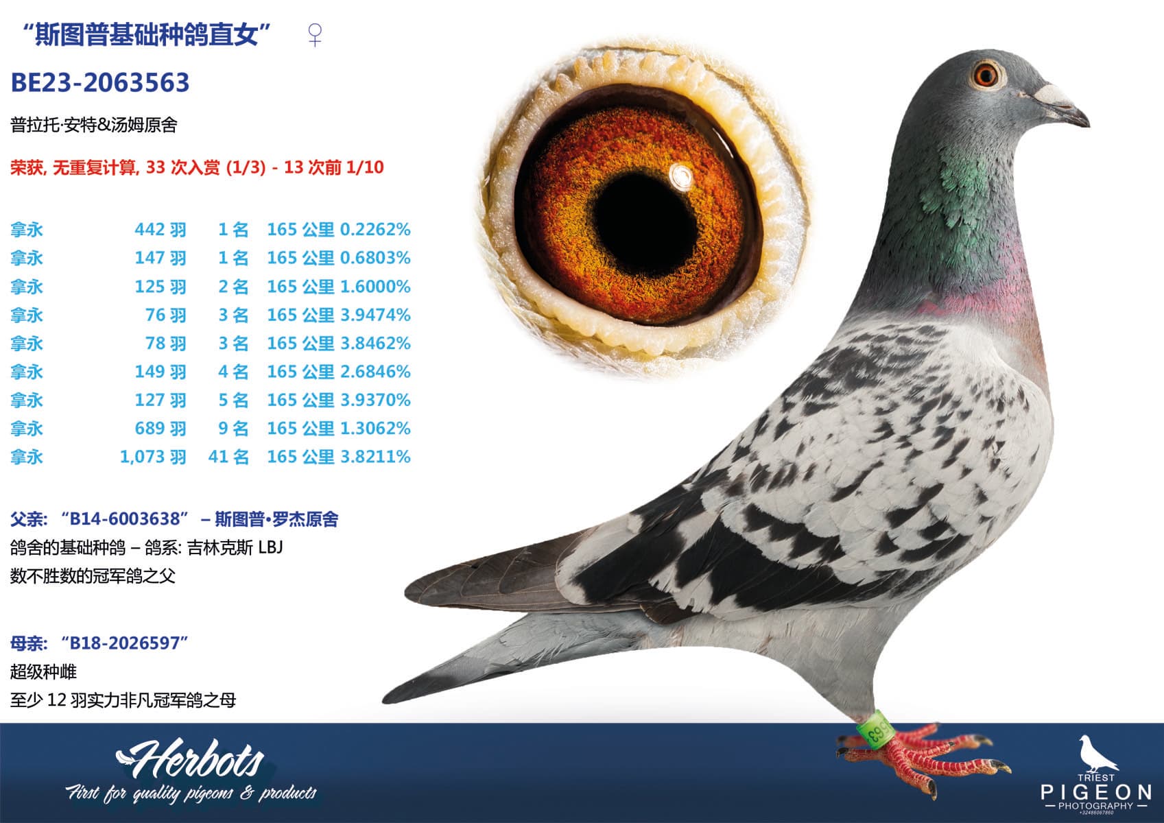 pigeon: undefined