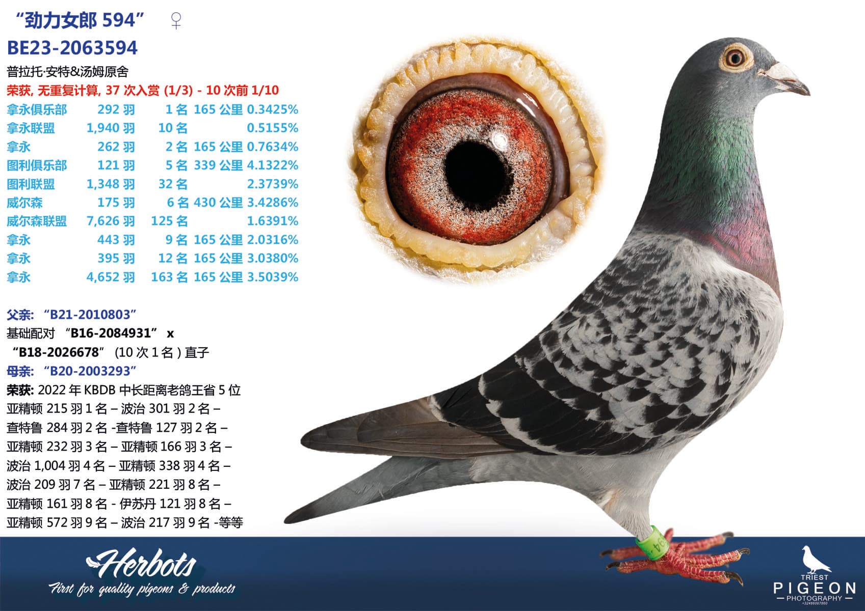 pigeon: undefined