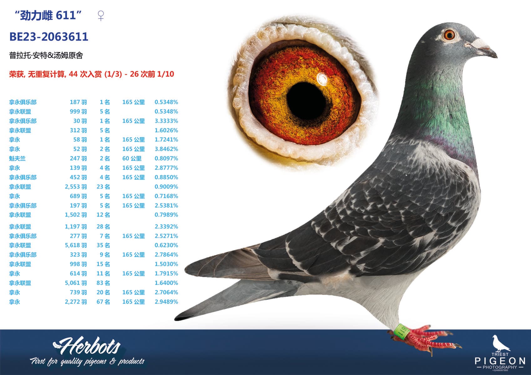 pigeon: undefined