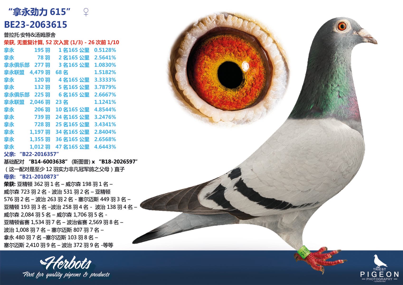 pigeon: undefined