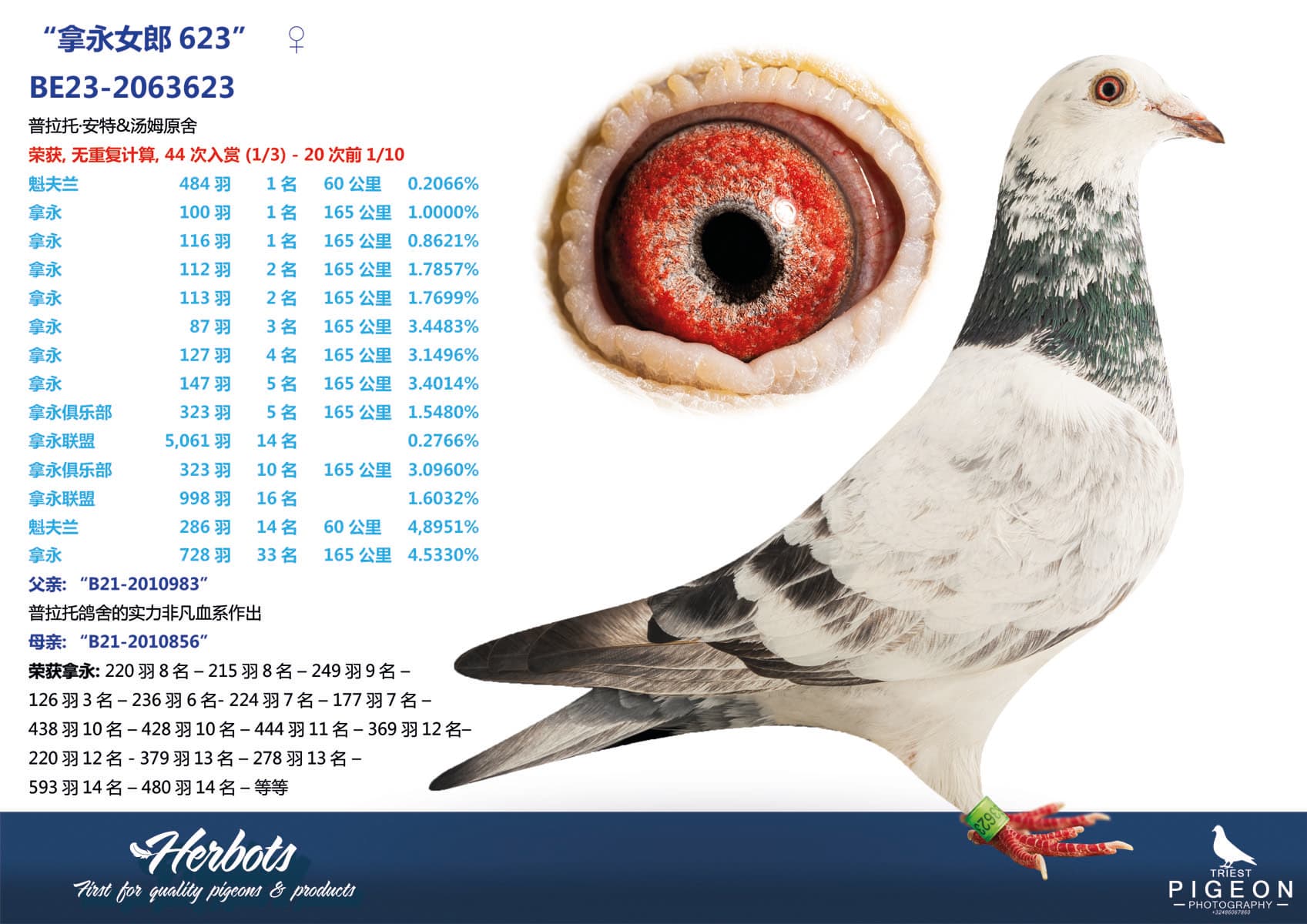 pigeon: undefined